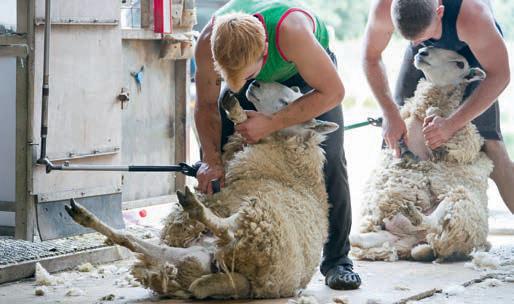 British Wool reports sharpest price increase in a decade