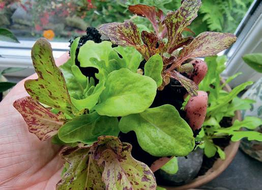 Five ideas for inside food growing over winter