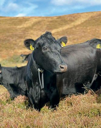 Evaluating an innovative fencing system - 2025 autumn review