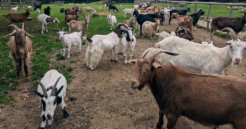 Five Top Tips for Happy Goats