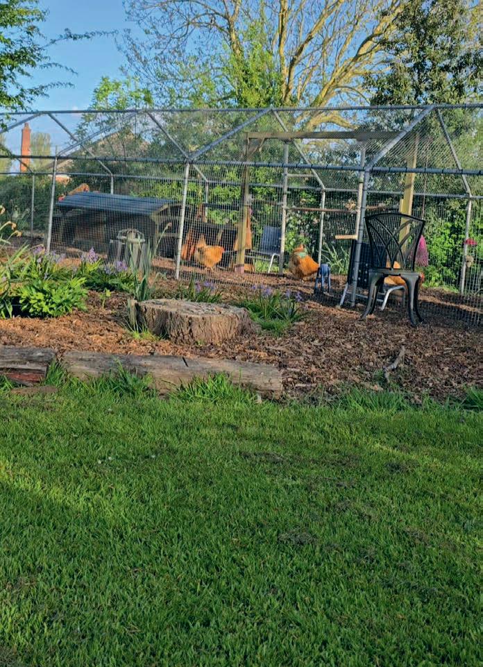 Dealing with bullying behaviours in chickens