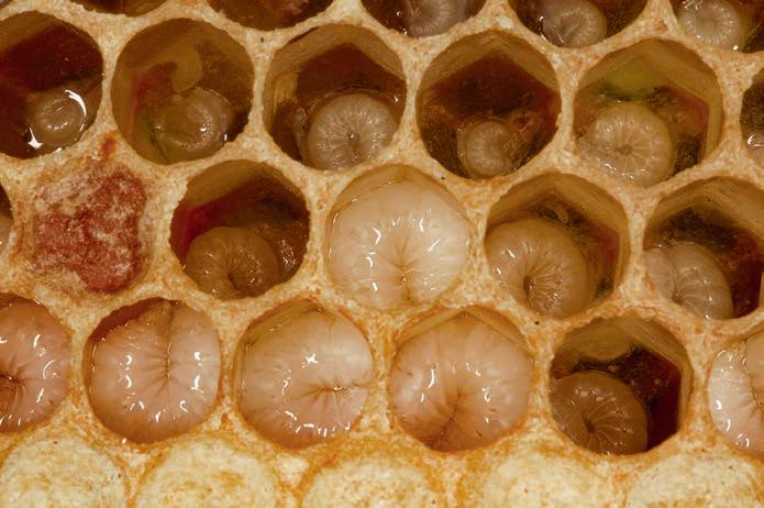 Healthy Bees are Happy Bees - looking after the youngsters in 2026