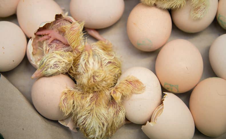 In the New Year, thoughts turn to incubating eggs
