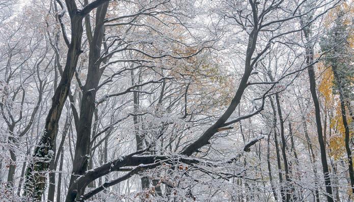 Want to Gather Your Own Firewood?