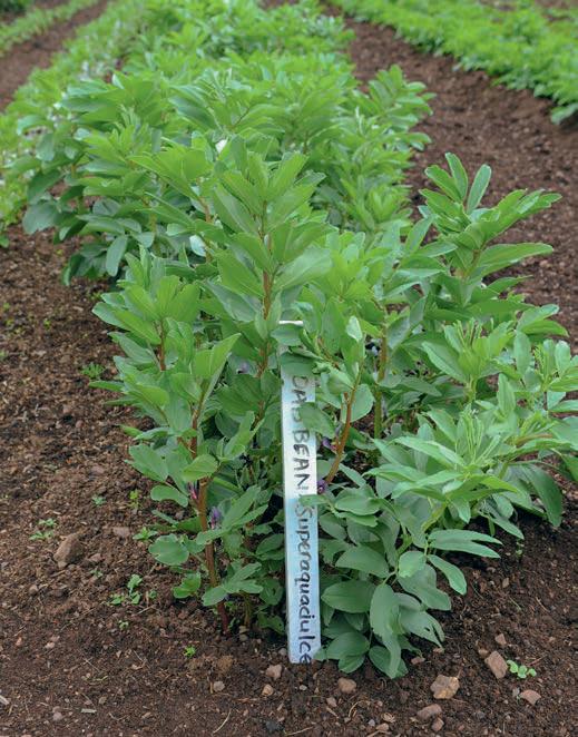 Make an early start with vegetables to get ahead in 2026