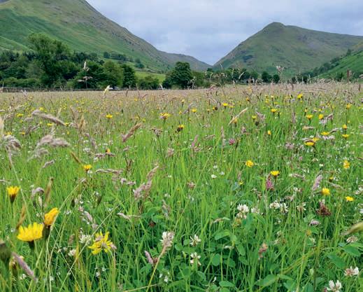 23 football pitches worth of hay meadows restored in Lake District