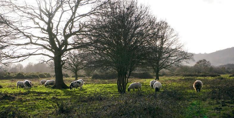 New Year, New Goals: 12 Nutritional Resolutions for Your Smallholding in 2026