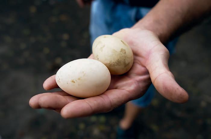 Getting egg cited for the new season