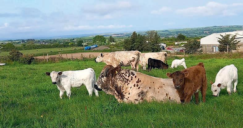 What did 2025 bring for rare breeds and what will 2026 bring?