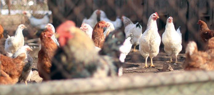 How to Protect Your Flock as Bird Flu Housing Order Kicks In