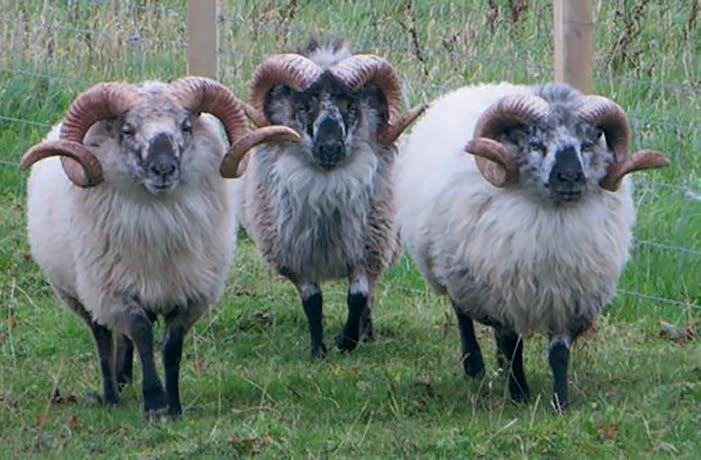 The Orkney Tiny Trailer Abattoir is about to make a big difference