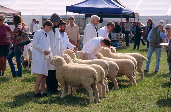 Devon Closewool sheep -this rare breed could be your starter flock