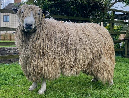 In praise of Britain's amazing native sheep breeds