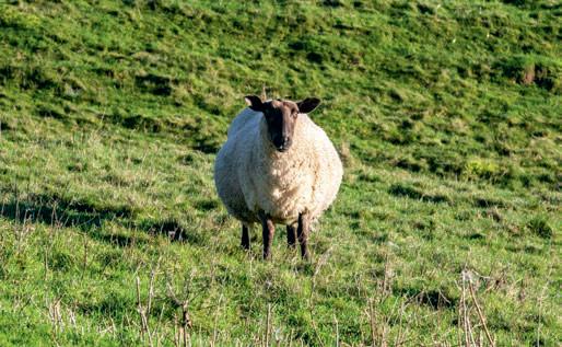 Feeding ewes before and after lambing