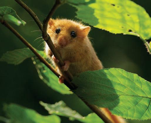 Help to protect dormice!