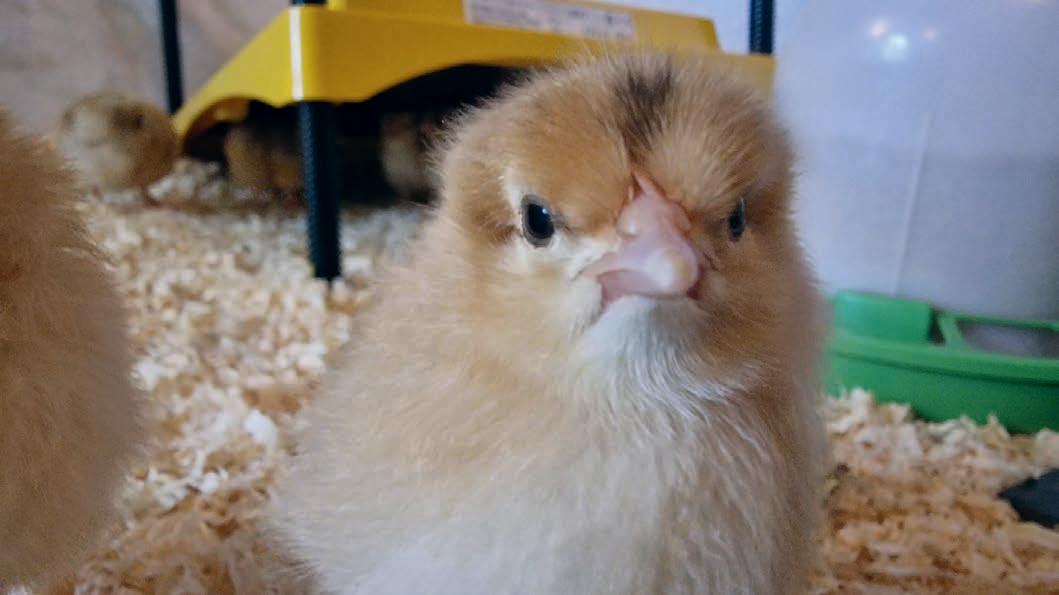 Caring for Chicks Once They Have Hatched