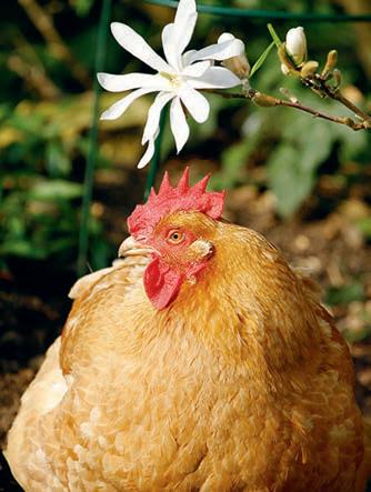Pecking order: how to get rescue-ready for spring rehomings