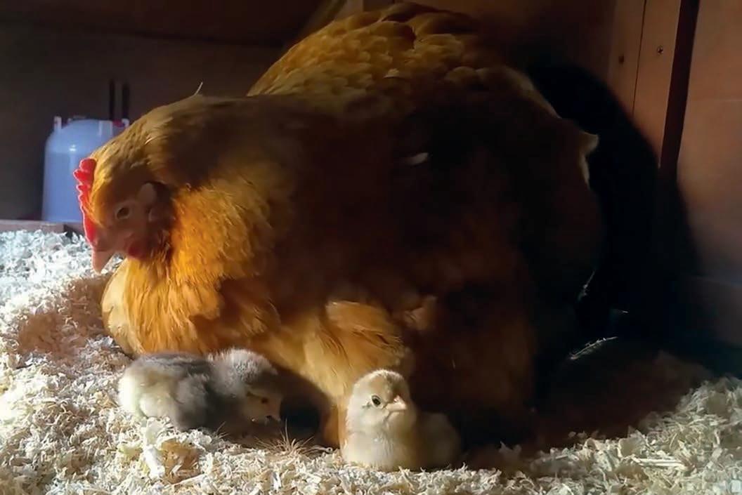 Do more features make for a better incubator?