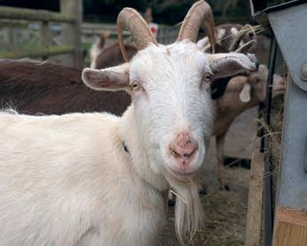 Considerations in castrating of young goats