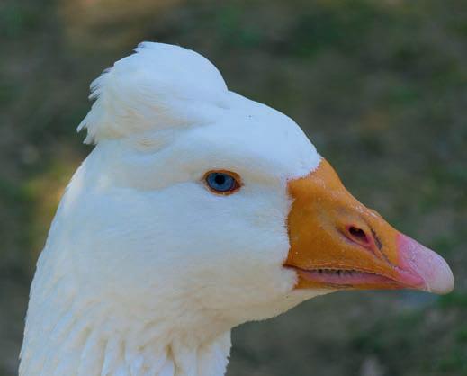 Geese for your garden or orchard