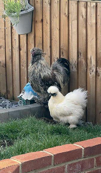 Feathered Flatmates