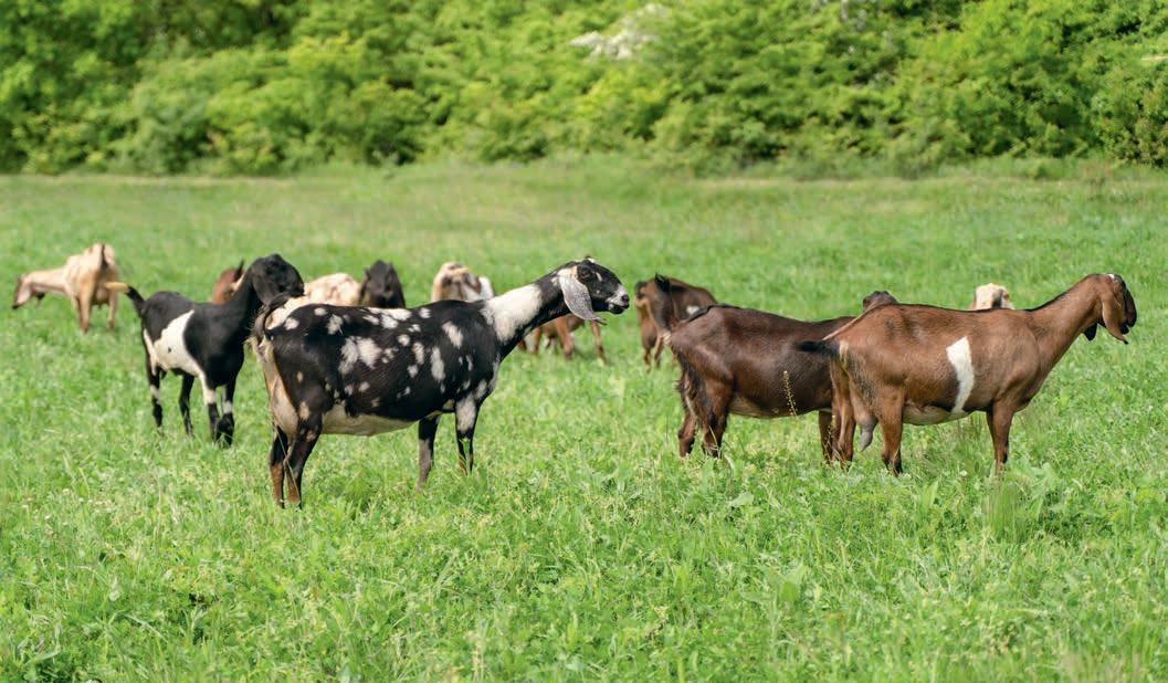 Making sure you put enough nutrition into your dairy goat to support her milk production