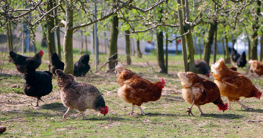 The hidden world of poultry