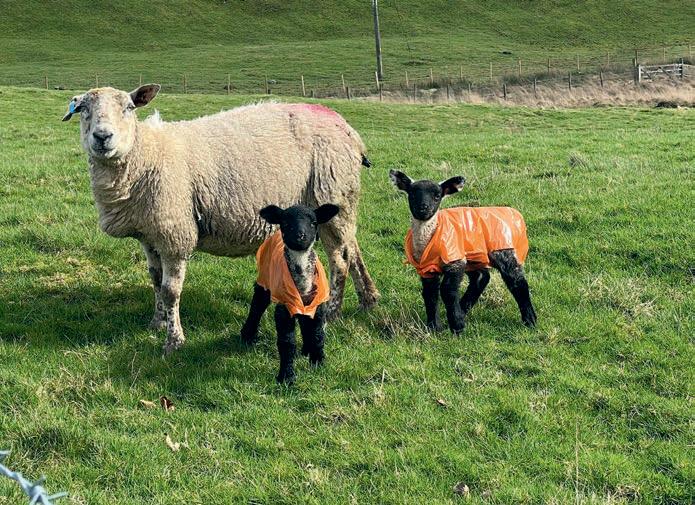 More about Colostrum