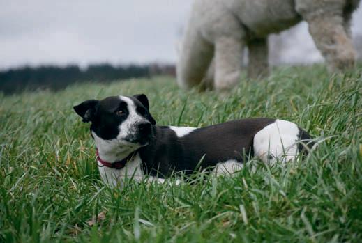 Unlimited fines for dog attacks on farm animals
