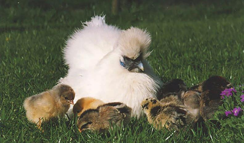 Making choices for your chicks