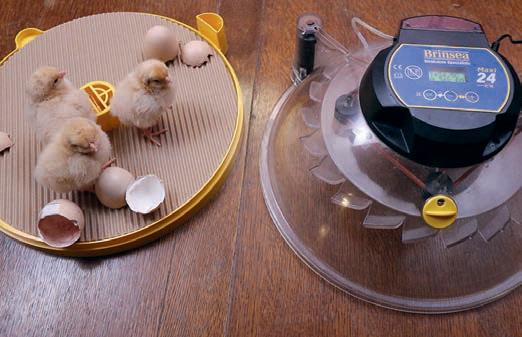 The secrets behind maximising incubator hatch rates