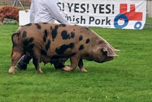 Starting with Pigs - before you start