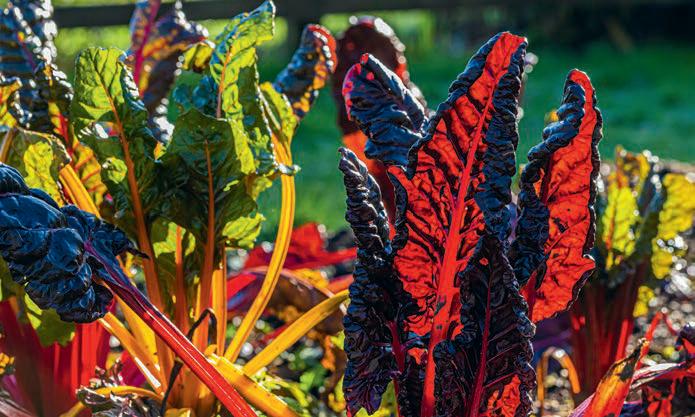 Vivid Vegetables to bring a splash of colour all year round