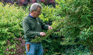 An appetite for asparagus