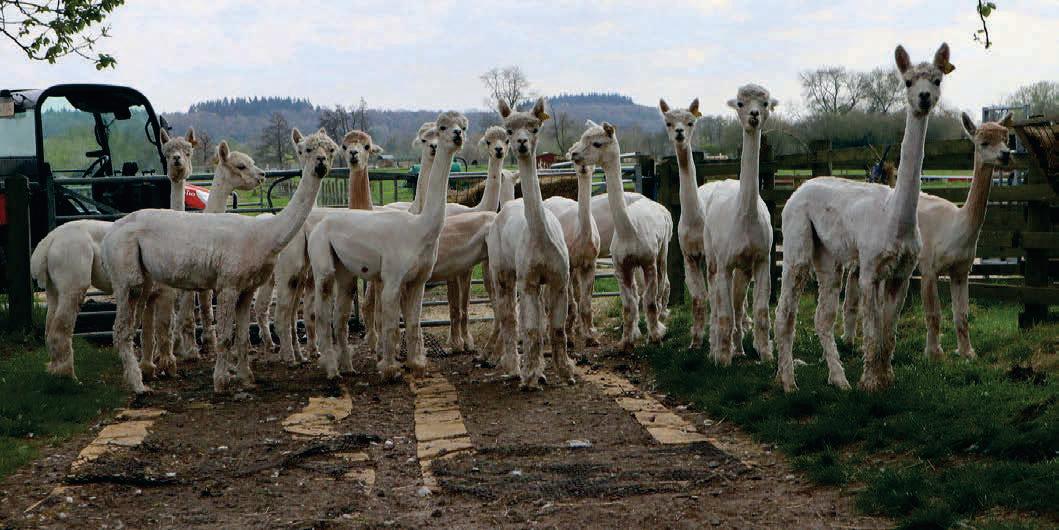 The alpaca shearing season is in full swing so make that important day easier for animals and people