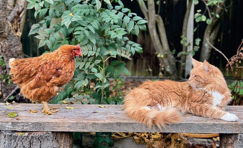 Hen pals: do chickens play nicely with other animals?