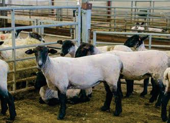Woolmen Charity agrees funding for British Wool Advanced Shearing