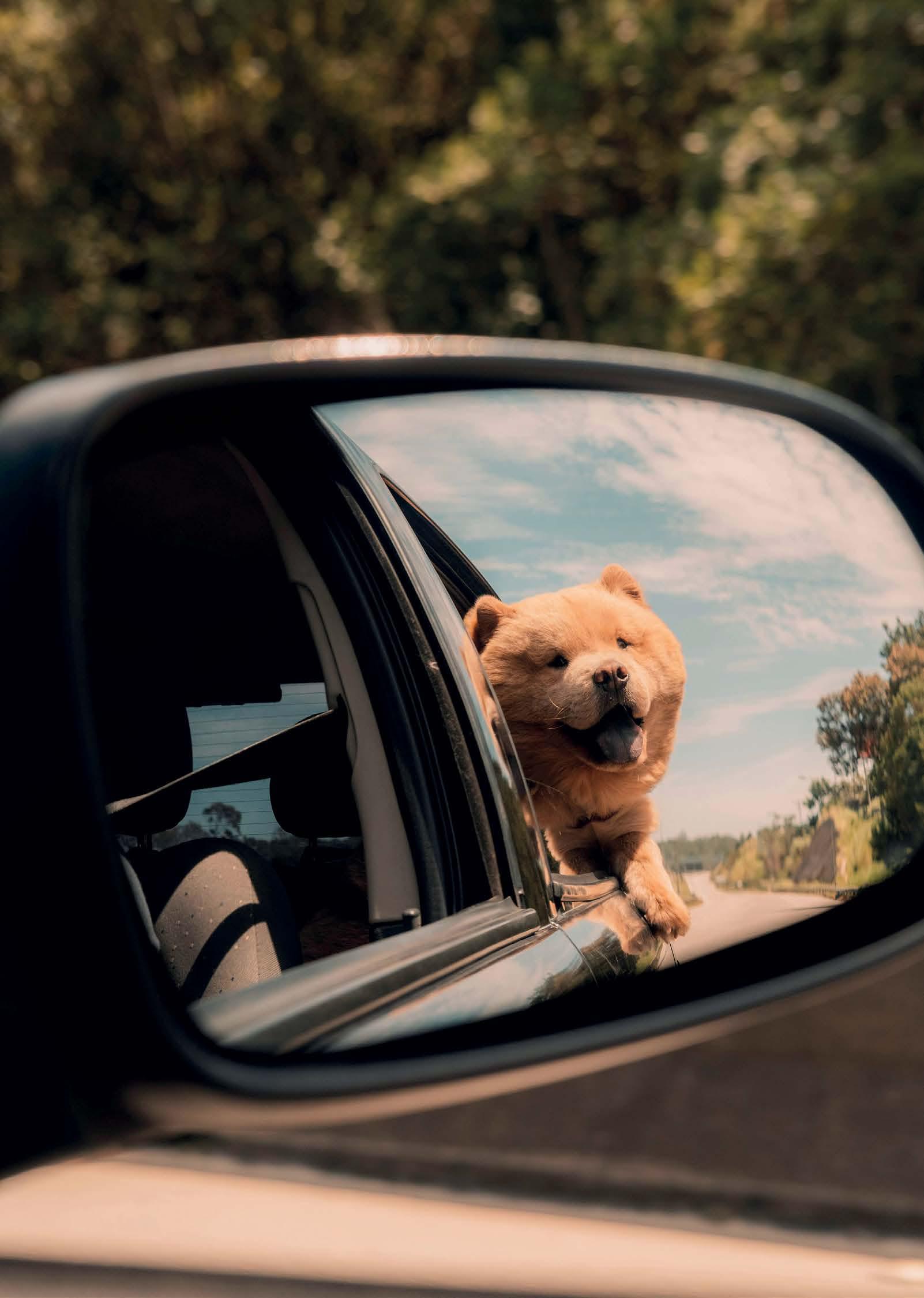 Pack Your PETS