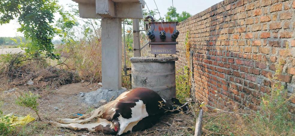 కరెంట్ షాక్ తో ఆవు మృతి...!