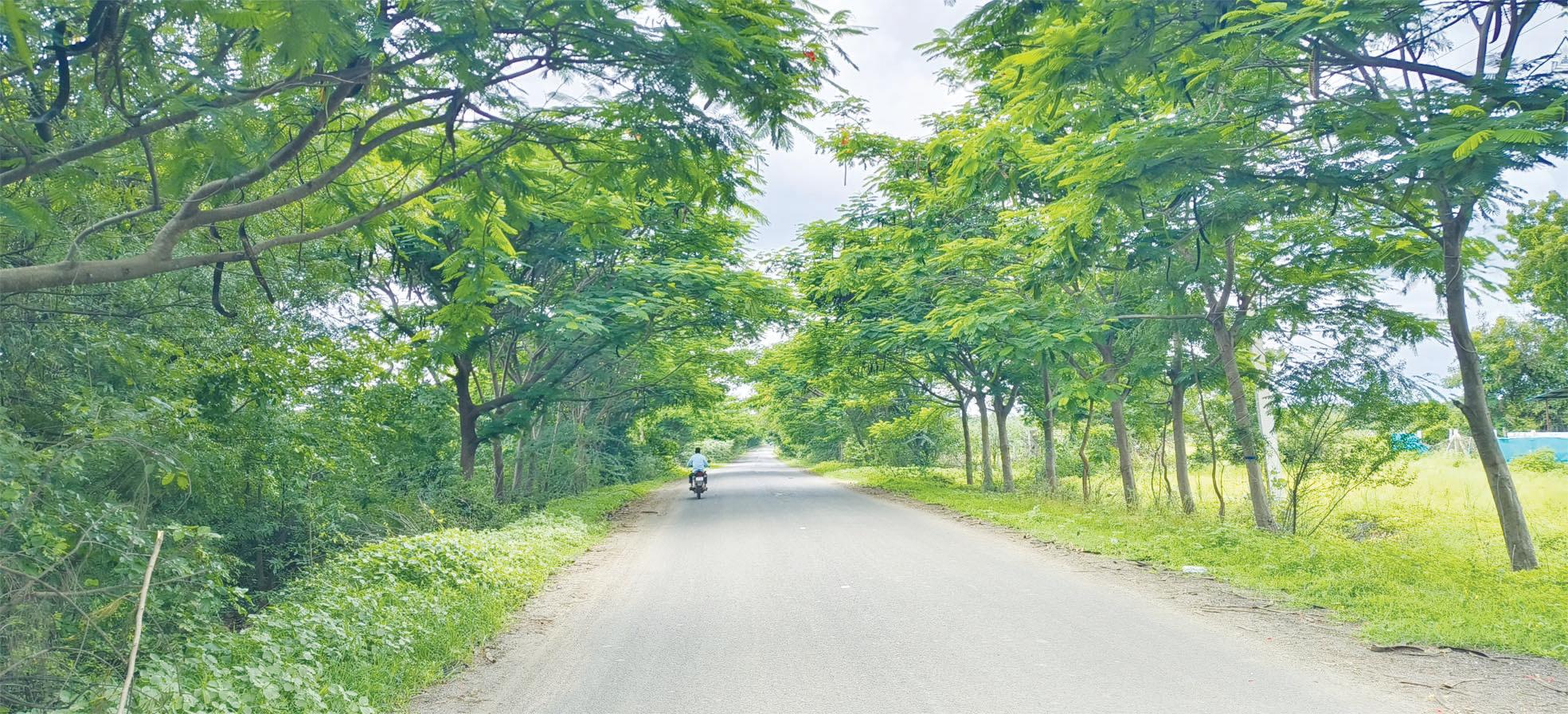 గ్రామాలకు స్వాగత తోరణాల్లా మారిన పచ్చని చెట్లు