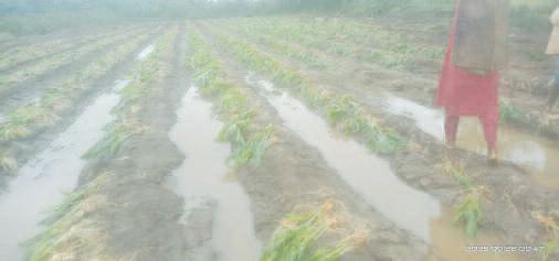 నేలకొరిగిన పసుపు పంట