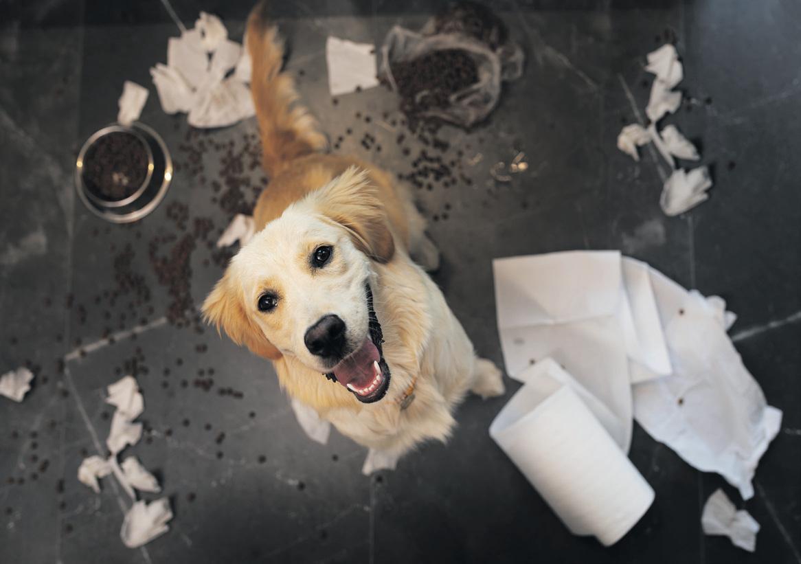 Why do our dogs love to play with smelly trash?