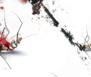 What would happen if every single mosquito disappeared?