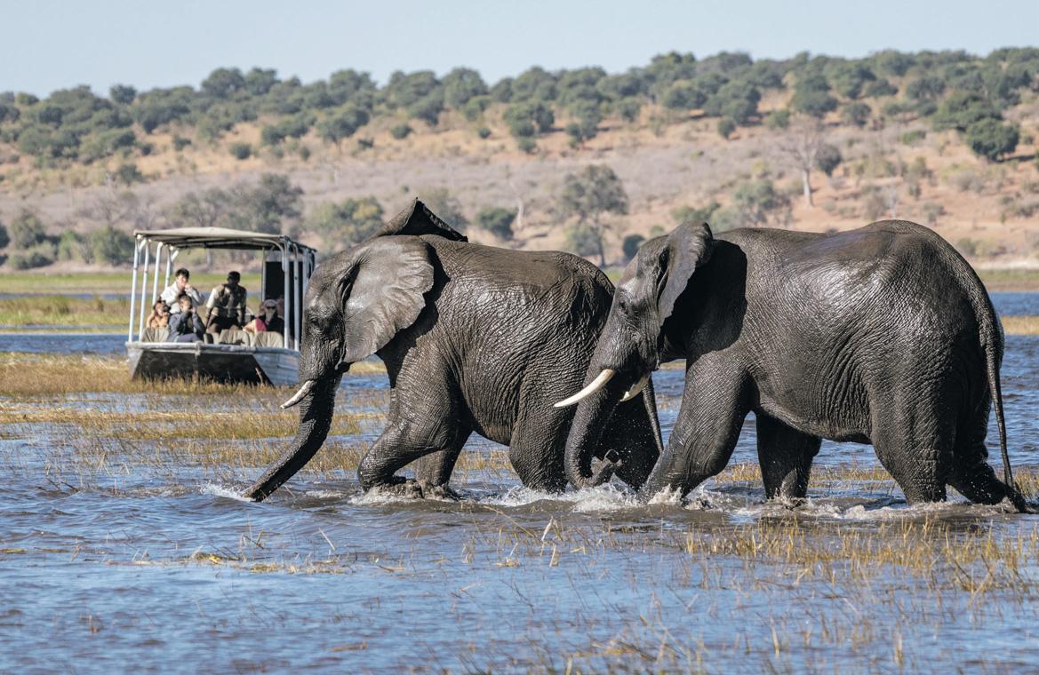 Call of the wild: baby beasts and