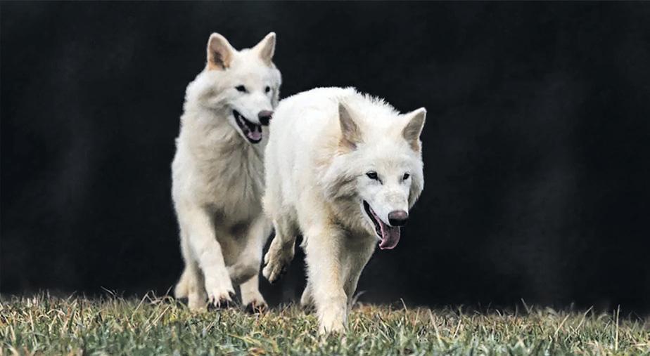 Cry wolf: dire resurrection or mammoth reversal of loss?