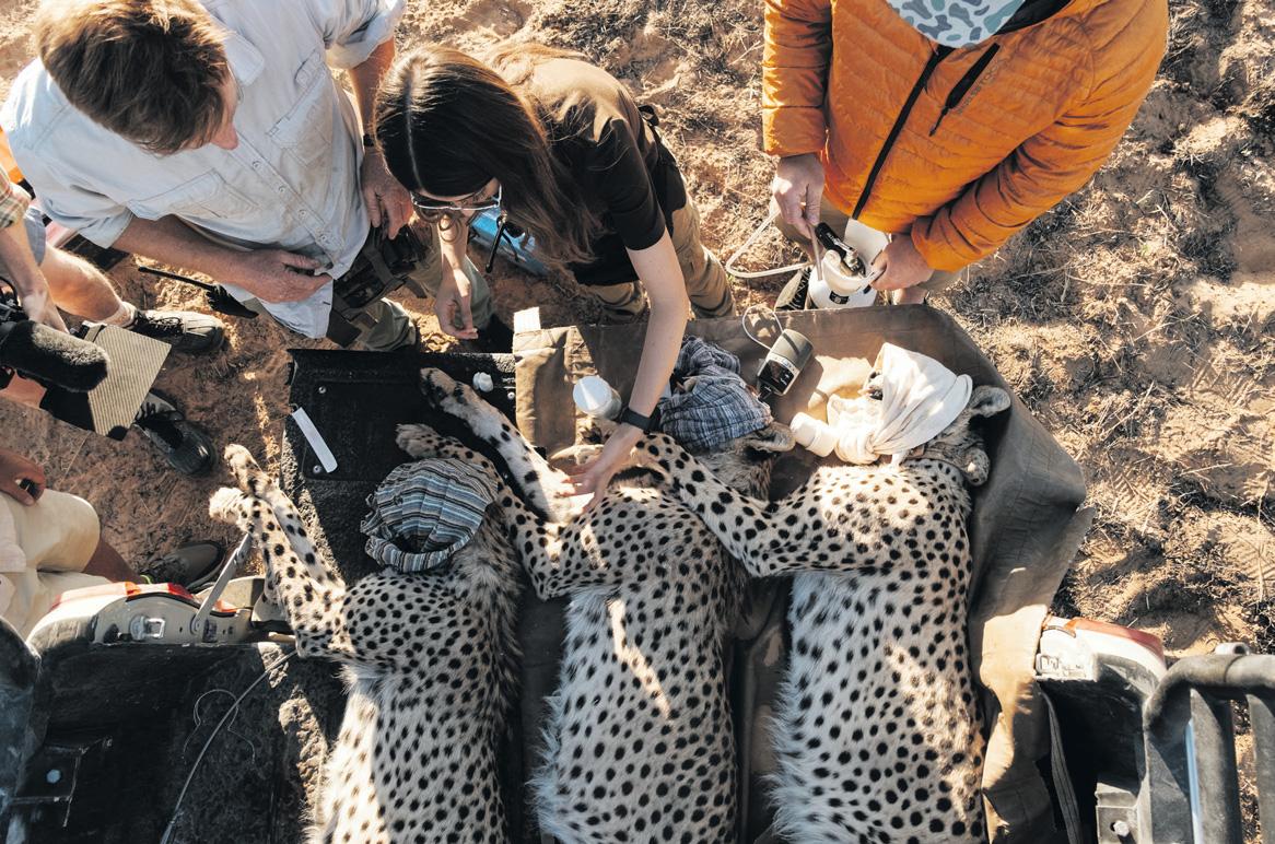 New chapter for cheetahs as SA cats relocate to Mozambique