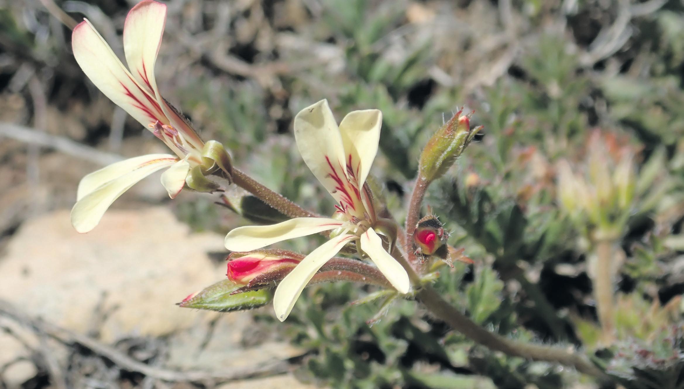 Big win for scarce renosterveld