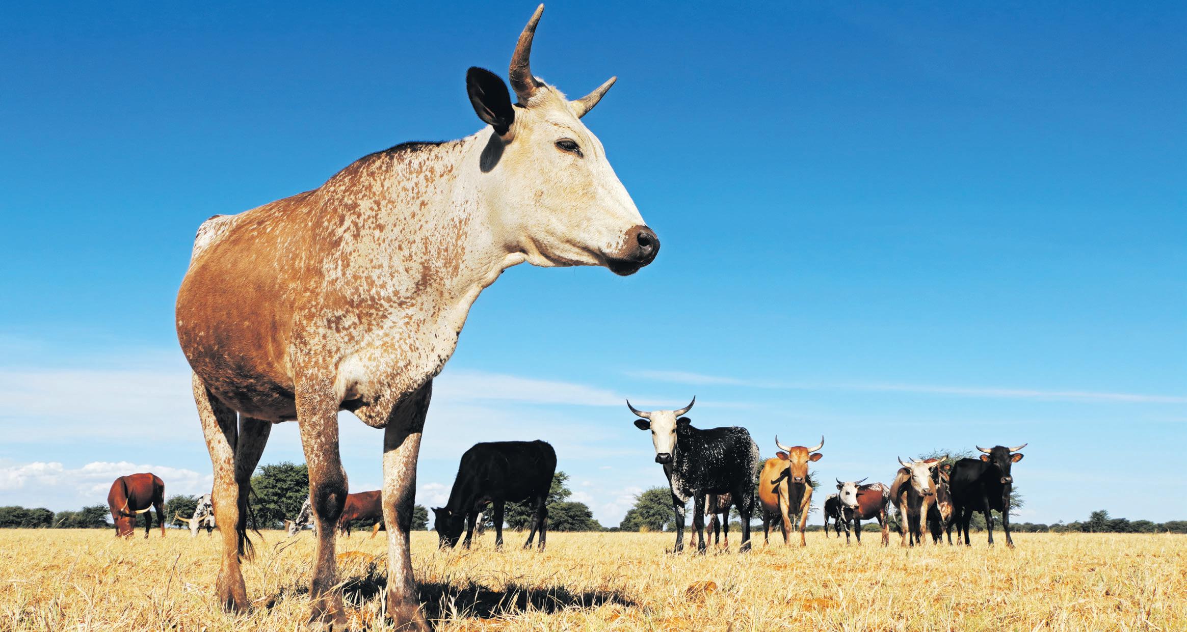 The real cost of pricing love in cows: lobolo's harmful legacy