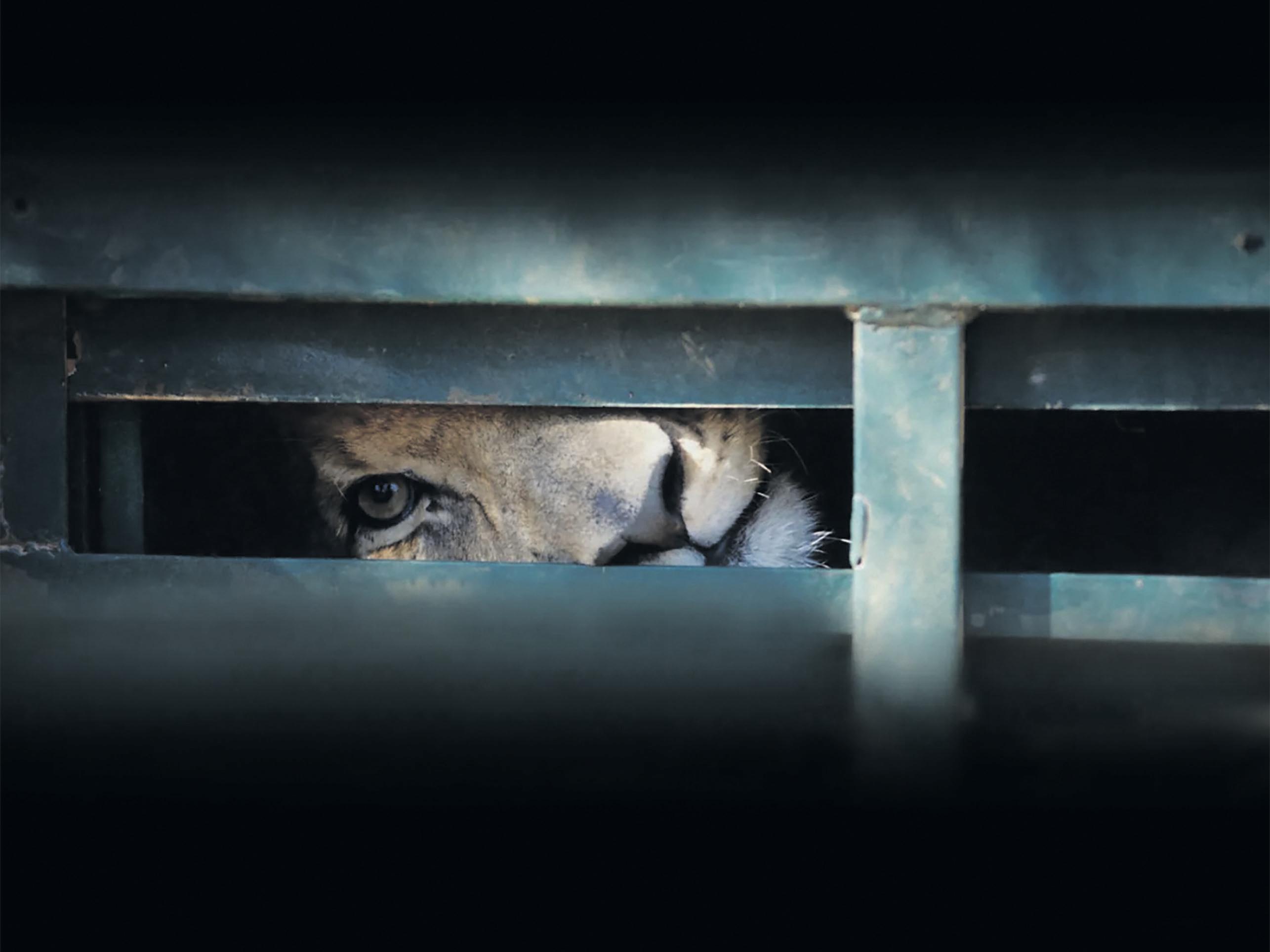 Caged for profit: exhibition exposes cruelty to big cats
