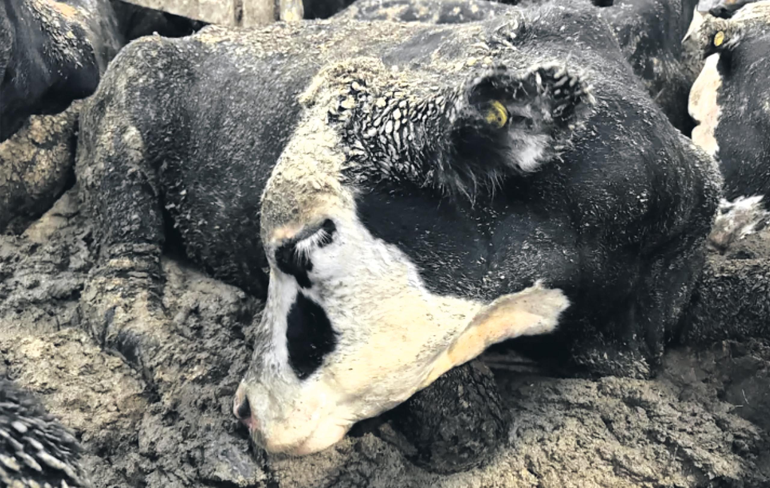 Will new animal export welfare
